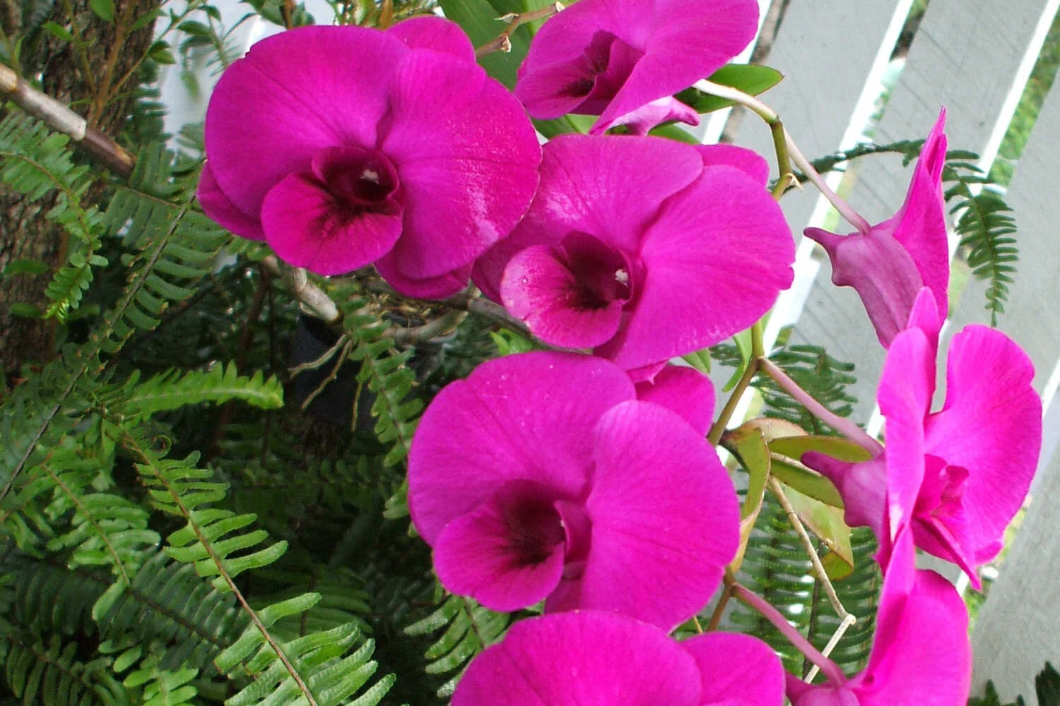 Blood Type Diet Foods Exercise Summary Silvertime Wellness